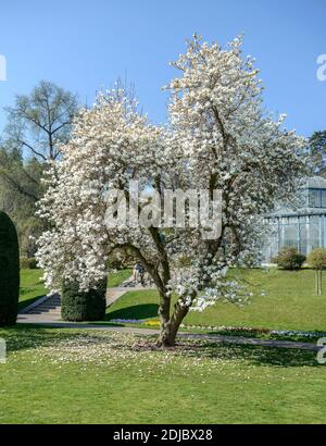 Yulan-Magnolie (Magnolia denudata) Stock Photo