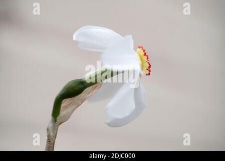 Narcissus poeticus var 'recurvus' Stock Photo