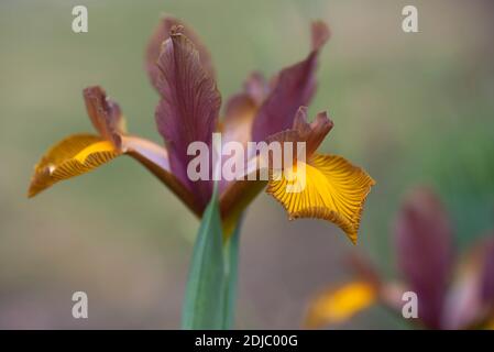 Iris x hollandica Lion King Stock Photo