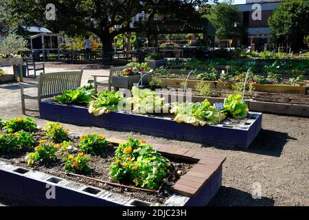 Urban Gardens plantings for cabbages, kale, mint, flowers, with excellent weather coverage and care by volunteers. Stock Photo
