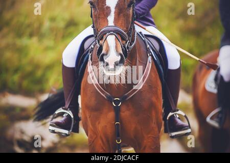 Portrait of a bay horse with a rider in the saddle, which participates in sports equestrian competitions on a summer day. Horseback riding. Equestrian Stock Photo