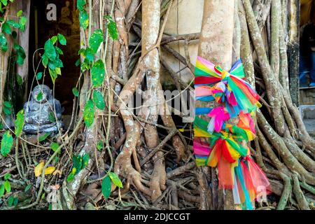 Many roots of banyan trees fasten around the wall of the old Buddhist main hall Stock Photo