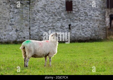 North of England or North Country Mule sheep on a farm in the UK Stock Photo