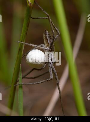Nursery web spider guarding its cocoon, holding it in paws Stock Photo