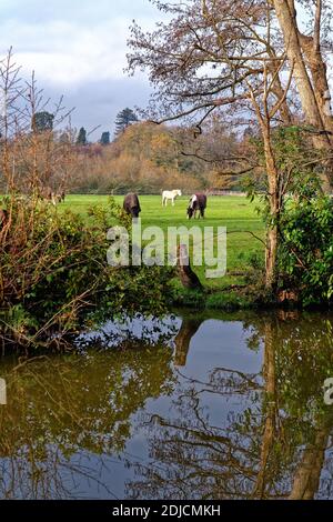 Horses grazing in a countryside field next to the River Wey Navigation canal Byfleet Surrey England UK Stock Photo
