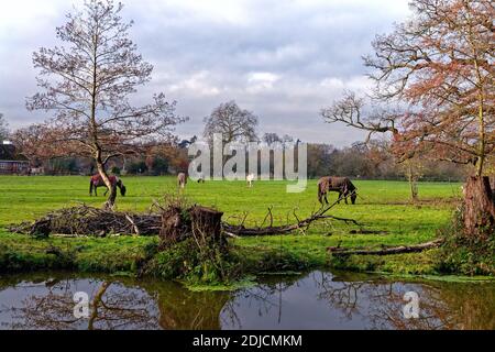 Horses grazing in a countryside field next to the River Wey Navigation canal Byfleet Surrey England UK Stock Photo