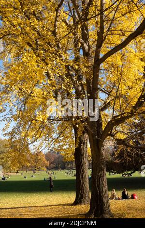 The Sheep Meadow is a Quiet Zone in Central Park, NYC, USA Stock Photo