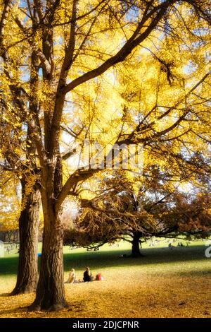 The Sheep Meadow is a Quiet Zone in Central Park, NYC, USA Stock Photo