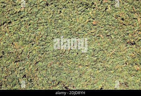 Trimmed taxus baccata (yew) green hedge background from a formal garden stock photo image Stock Photo