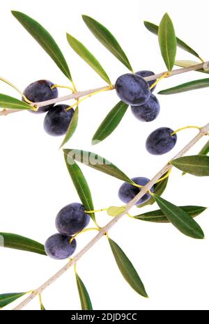 Green appetizer olives with an olive branch loaded with fruits isolated on white background. Stock Photo