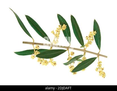 Fragment of olive tree in bloom isolated on white background. Stock Photo