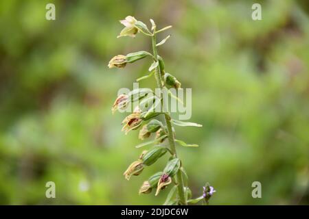 Epipactis orchid in bloom in green field outdoors. Stock Photo