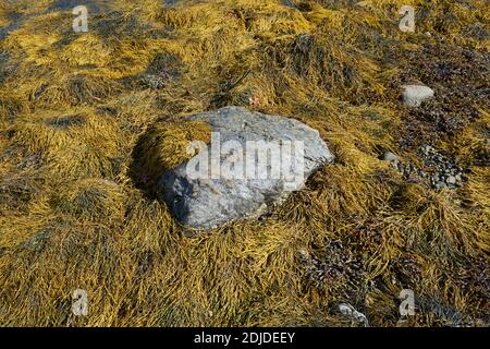 Yellow seaweed, kelp, covers the pebbles and rocks on the beach at Union River Bay. In Surry, Maine. Stock Photo