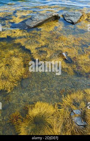 Yellow seaweed, kelp, covers the pebbles and rocks on the submerged  beach at Union River Bay. In Surry, Maine. Stock Photo