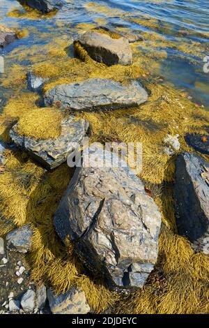 Yellow seaweed, kelp, covers the pebbles and rocks on the submerged  beach at Union River Bay. In Surry, Maine. Stock Photo
