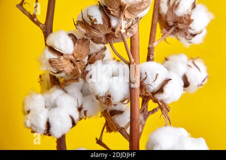 Cotton plant stems, closeup. Branch of white dry cotton flowers on yellow background, selective focus. Natural organic eco-friendly material Stock Photo