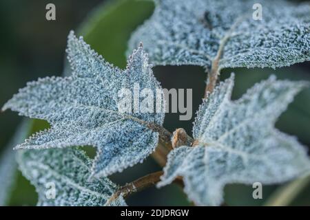 Close up of Oakleaf hydrangea quercifolia  covered with morning frost. Stock Photo