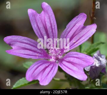 Close up detail of pink and lilac mauve flower. Stock Photo