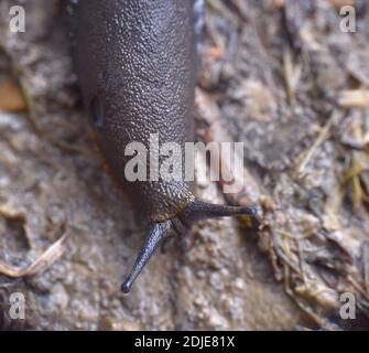 Slug head on dirt road and wet stone. Stock Photo