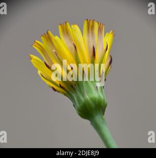 Yellow flower of Hypochaeris glabra seen from outside. Stock Photo