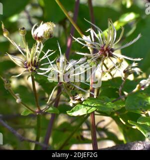 Clematis vitalba plant flowers also called Clamp. Stock Photo