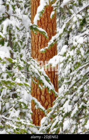 Snow with ponderosa pine tree. Elkhorn Drive National Scenic Byway. Oregon Stock Photo