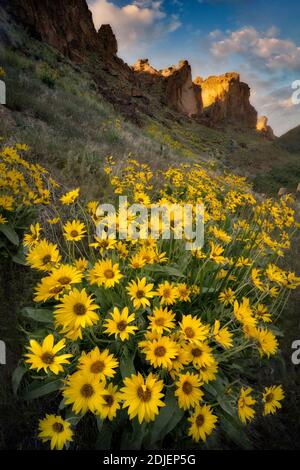 Balsamroot wildflowers and rock formations in Leslie Gultch. Malhuer County, Oregon Stock Photo