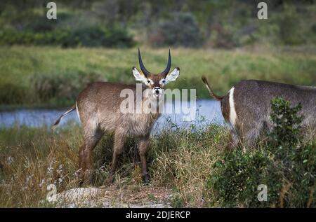 Common Waterbuck, kobus ellipsiprymnus, Young Male, Masai Mara Park in Kenya Stock Photo