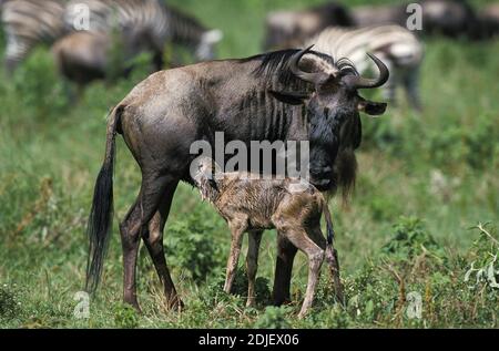 Blue Wildebeest, connochaetes taurinus, Mother with Calf Suckling, Masai Mara park in Kenya Stock Photo