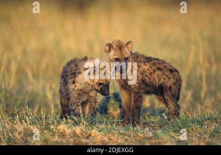 Spotted Hyena, crocuta crocuta, Youngs, Masai Mara Park in Kenya Stock Photo