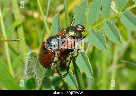 Garden chafer beetle (Phyllopertha horticola), Mating.Great Cheverell ,Wiltshire Stock Photo