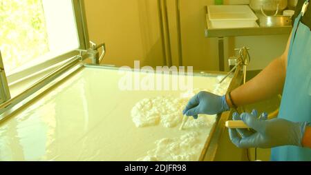 Cheesemaker measuring the temperature of cow's and goat's milk during the heating process. Yellow hue. Stock Photo