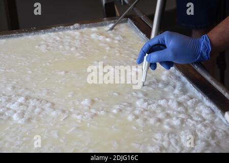 Cheesemaker taking the temperature of the cut curd. Cheese making. Stock Photo