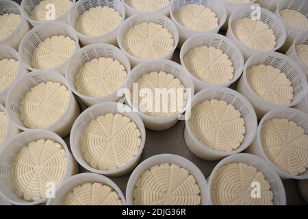 Fresh cheese in molds on a stainless steel tray. Cheese making. Stock Photo