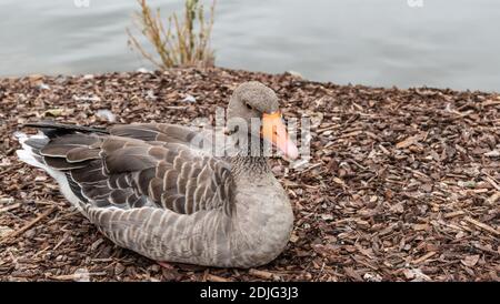 Greylag goose Anser Anser with orange beak sitting on wood bark at the water. Stock Photo