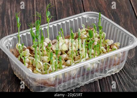 selective focus photo of pea microgreens growing in tray. city farming indoor concept. Stock Photo