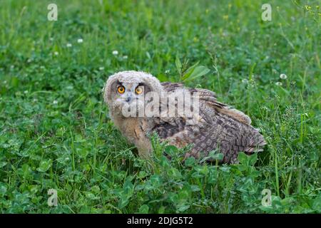 Eurasian eagle-owl / young European eagle-owl (Bubo bubo) owlet sitting exposed on the ground in grassland / meadow in spring Stock Photo