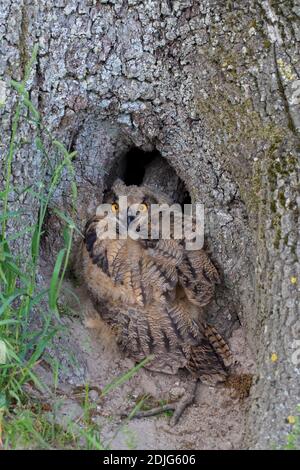 Eurasian eagle-owl / young European eagle-owl (Bubo bubo) owlet sitting at entrance of hollow tree in spring Stock Photo