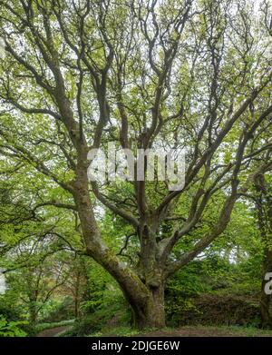 Old beech tree in  a woodland in Cornwall UK in the spring with bluebells and wild garlic in flower Stock Photo
