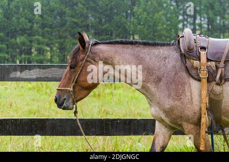 Beautiful horse in native field on rainy day Stock Photo