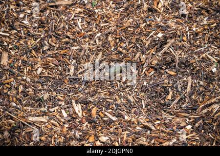 Image filled with wood chips and twigs Stock Photo