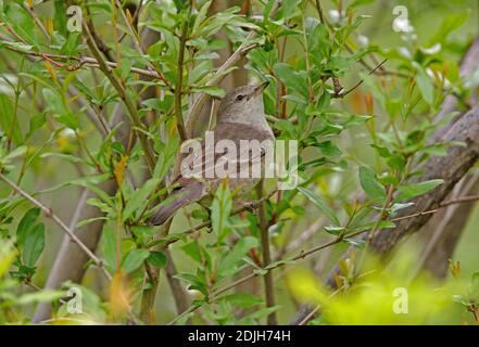 Barred Warbler (Sylvia nisoria) female perched in bush  Armenia               May Stock Photo