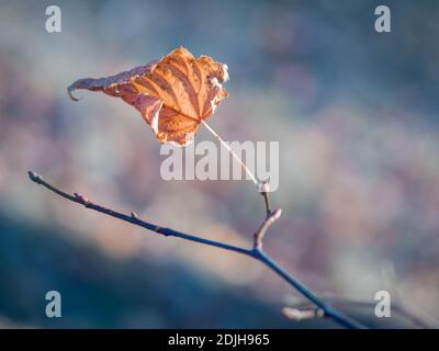 Close-up of dry curled leaf of european or common beech (Fagus sylvatica). Golden autumn leaf against blurred colorful background. Shallow depth of fi Stock Photo