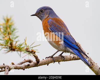 Western Bluebird, Sialia mexicana, a beautiful bird in San Diego California Stock Photo