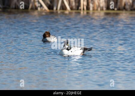 A male and female pair of common goldeneye ducks, Bucephala clangula, in wetland pond in central Alberta, Canada. Stock Photo