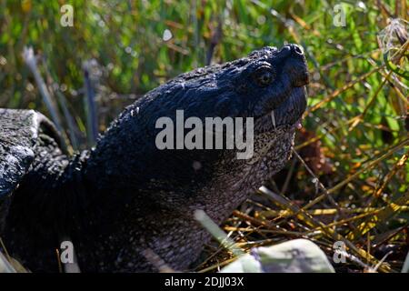 Closeup Common Snapping Turtle Profile Stock Photo