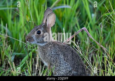 Eastern Cottontail in the Grass Stock Photo