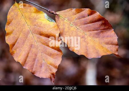 Close-up of two beech leaves in autumn. High quality photo Stock Photo