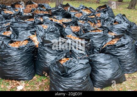 plastic bags filled with organic waste from garden and yard. Garbage bags  with leaves. ecology Stock Photo - Alamy