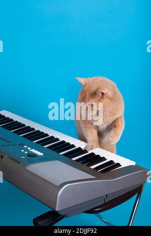 red cat playing waltz or classical music for relaxation paws on the piano key, isolated on a blue background Stock Photo